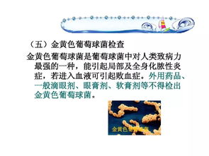 藥物質量的微生物控制技術與轉讓前景